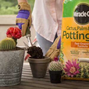 Miracle-Gro Cactus, Palm & Citrus Potting Mix 2-Pack