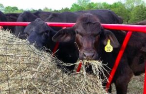 texas haynet livestock round bale hay net