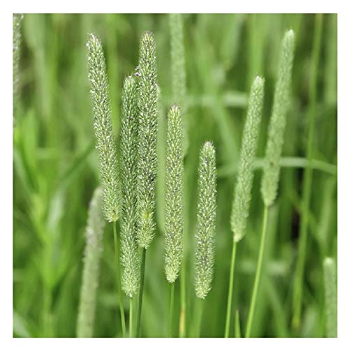 Climax Timothy Grass Seeds, 1 Pound by Seeds2Go