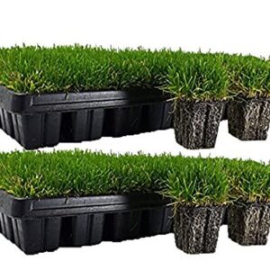 Zoysia Plugs - 100 Large Plugs, Drought Tolerant, Low Maintenance