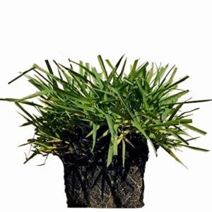 Zoysia Plugs - 100 Large Plugs, Drought Tolerant, Low Maintenance