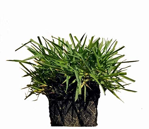 Zoysia Plugs - 100 Large Plugs, Drought Tolerant, Low Maintenance