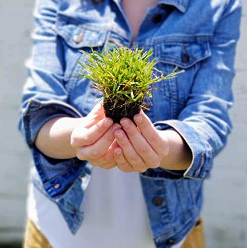 Zoysia Plugs - 100 Large Plugs, Drought Tolerant, Low Maintenance