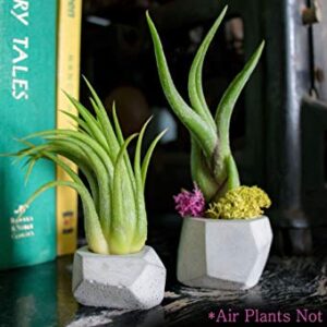 Tillandsia Air Plant Food | Fertilizer Kit with Spray Bottle and Mister | Encourages Air Plants to Bloom with Formulated Nutrients by Aquatic Arts