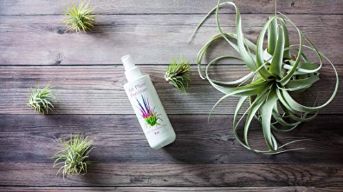 Tillandsia Air Plant Food | Fertilizer Kit with Spray Bottle and Mister | Encourages Air Plants to Bloom with Formulated Nutrients by Aquatic Arts