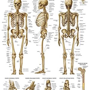 LAMINATED Skeletal System Poster - Human Skeleton Chart - 18 x 24 (Vertical Layout)