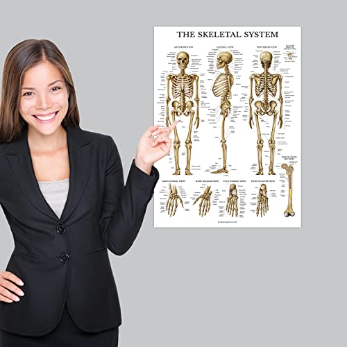 LAMINATED Skeletal System Poster - Human Skeleton Chart - 18 x 24 (Vertical Layout)