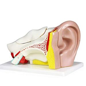 Parco Scientific PB00066 4X Ear | Shows External, Middle and Inner Ear | Removable Pieces Include Temporal Bone, Section Auditory Canal, Labyrinth, Tympanic Membrane, Malleus and Incus | W Manual