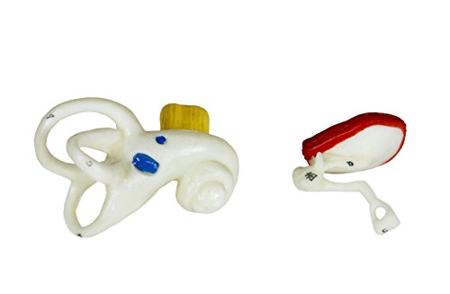 Parco Scientific PB00066 4X Ear | Shows External, Middle and Inner Ear | Removable Pieces Include Temporal Bone, Section Auditory Canal, Labyrinth, Tympanic Membrane, Malleus and Incus | W Manual