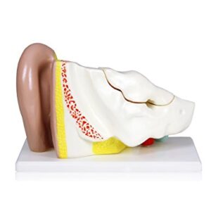 Parco Scientific PB00066 4X Ear | Shows External, Middle and Inner Ear | Removable Pieces Include Temporal Bone, Section Auditory Canal, Labyrinth, Tympanic Membrane, Malleus and Incus | W Manual