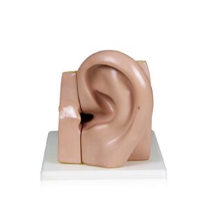 Parco Scientific PB00066 4X Ear | Shows External, Middle and Inner Ear | Removable Pieces Include Temporal Bone, Section Auditory Canal, Labyrinth, Tympanic Membrane, Malleus and Incus | W Manual