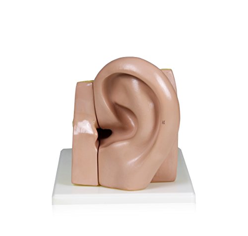 Parco Scientific PB00066 4X Ear | Shows External, Middle and Inner Ear | Removable Pieces Include Temporal Bone, Section Auditory Canal, Labyrinth, Tympanic Membrane, Malleus and Incus | W Manual