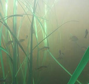 Honey Hole Grass Artificial Fish Habitat