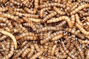 200 - live- animal specialties brand- superworms - kingworms - zophobas morio