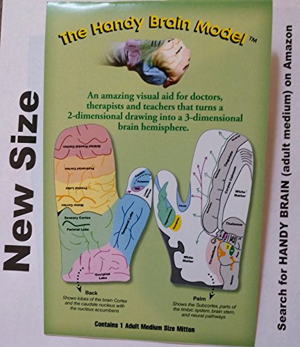 Handy Brain Model B-1.2 (adult medium)