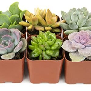 Succulents Plants Live (6PK) Potted Succulent Plants Live House Plants, Cactus Plants Live Plants Indoor Plants Live Houseplants, Indoor Plant Succulents Live Plant House Plant by Plants for Pets