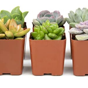 Succulents Plants Live (6PK) Potted Succulent Plants Live House Plants, Cactus Plants Live Plants Indoor Plants Live Houseplants, Indoor Plant Succulents Live Plant House Plant by Plants for Pets