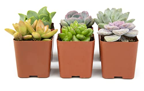 Succulents Plants Live (6PK) Potted Succulent Plants Live House Plants, Cactus Plants Live Plants Indoor Plants Live Houseplants, Indoor Plant Succulents Live Plant House Plant by Plants for Pets