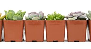 Succulents Plants Live (6PK) Potted Succulent Plants Live House Plants, Cactus Plants Live Plants Indoor Plants Live Houseplants, Indoor Plant Succulents Live Plant House Plant by Plants for Pets