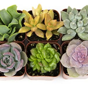 Succulents Plants Live (6PK) Potted Succulent Plants Live House Plants, Cactus Plants Live Plants Indoor Plants Live Houseplants, Indoor Plant Succulents Live Plant House Plant by Plants for Pets