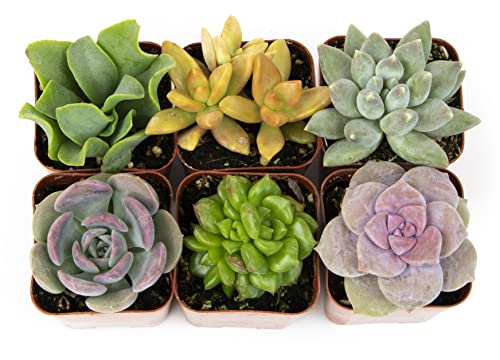 Succulents Plants Live (6PK) Potted Succulent Plants Live House Plants, Cactus Plants Live Plants Indoor Plants Live Houseplants, Indoor Plant Succulents Live Plant House Plant by Plants for Pets