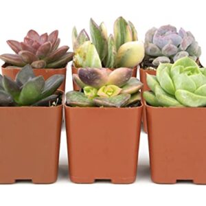 Succulents Plants Live (6PK) Potted Succulent Plants Live House Plants, Cactus Plants Live Plants Indoor Plants Live Houseplants, Indoor Plant Succulents Live Plant House Plant by Plants for Pets