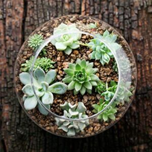 Succulents Plants Live (6PK) Potted Succulent Plants Live House Plants, Cactus Plants Live Plants Indoor Plants Live Houseplants, Indoor Plant Succulents Live Plant House Plant by Plants for Pets