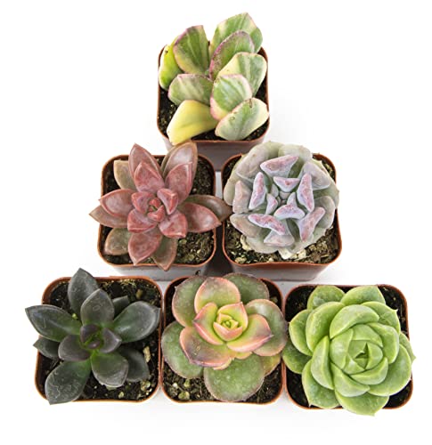 Succulents Plants Live (6PK) Potted Succulent Plants Live House Plants, Cactus Plants Live Plants Indoor Plants Live Houseplants, Indoor Plant Succulents Live Plant House Plant by Plants for Pets