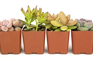 Succulents Plants Live (6PK) Potted Succulent Plants Live House Plants, Cactus Plants Live Plants Indoor Plants Live Houseplants, Indoor Plant Succulents Live Plant House Plant by Plants for Pets