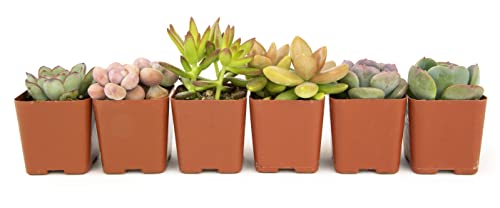 Succulents Plants Live (6PK) Potted Succulent Plants Live House Plants, Cactus Plants Live Plants Indoor Plants Live Houseplants, Indoor Plant Succulents Live Plant House Plant by Plants for Pets