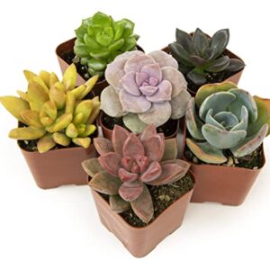 Succulents Plants Live (6PK) Potted Succulent Plants Live House Plants, Cactus Plants Live Plants Indoor Plants Live Houseplants, Indoor Plant Succulents Live Plant House Plant by Plants for Pets