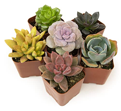 Succulents Plants Live (6PK) Potted Succulent Plants Live House Plants, Cactus Plants Live Plants Indoor Plants Live Houseplants, Indoor Plant Succulents Live Plant House Plant by Plants for Pets