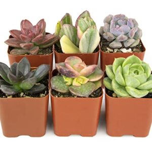 Succulents Plants Live (6PK) Potted Succulent Plants Live House Plants, Cactus Plants Live Plants Indoor Plants Live Houseplants, Indoor Plant Succulents Live Plant House Plant by Plants for Pets