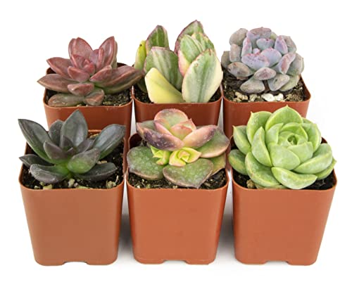 Succulents Plants Live (6PK) Potted Succulent Plants Live House Plants, Cactus Plants Live Plants Indoor Plants Live Houseplants, Indoor Plant Succulents Live Plant House Plant by Plants for Pets