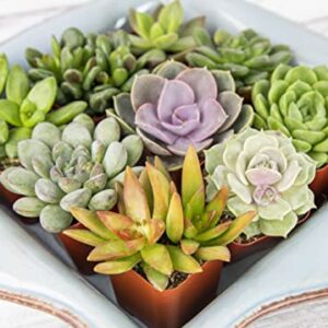 Succulents Plants Live (6PK) Potted Succulent Plants Live House Plants, Cactus Plants Live Plants Indoor Plants Live Houseplants, Indoor Plant Succulents Live Plant House Plant by Plants for Pets