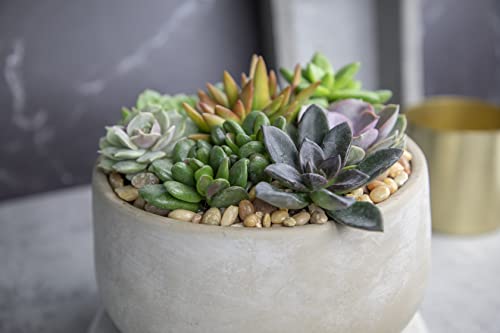 Succulents Plants Live (6PK) Potted Succulent Plants Live House Plants, Cactus Plants Live Plants Indoor Plants Live Houseplants, Indoor Plant Succulents Live Plant House Plant by Plants for Pets