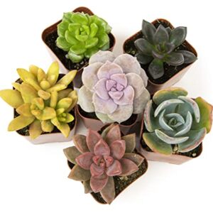 Succulents Plants Live (6PK) Potted Succulent Plants Live House Plants, Cactus Plants Live Plants Indoor Plants Live Houseplants, Indoor Plant Succulents Live Plant House Plant by Plants for Pets