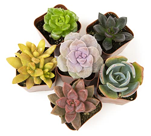 Succulents Plants Live (6PK) Potted Succulent Plants Live House Plants, Cactus Plants Live Plants Indoor Plants Live Houseplants, Indoor Plant Succulents Live Plant House Plant by Plants for Pets