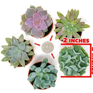 Succulents Plants Live (6PK) Potted Succulent Plants Live House Plants, Cactus Plants Live Plants Indoor Plants Live Houseplants, Indoor Plant Succulents Live Plant House Plant by Plants for Pets