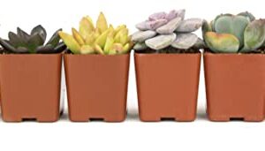 Succulents Plants Live (6PK) Potted Succulent Plants Live House Plants, Cactus Plants Live Plants Indoor Plants Live Houseplants, Indoor Plant Succulents Live Plant House Plant by Plants for Pets