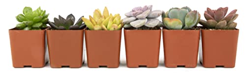 Succulents Plants Live (6PK) Potted Succulent Plants Live House Plants, Cactus Plants Live Plants Indoor Plants Live Houseplants, Indoor Plant Succulents Live Plant House Plant by Plants for Pets