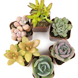 Succulents Plants Live (6PK) Potted Succulent Plants Live House Plants, Cactus Plants Live Plants Indoor Plants Live Houseplants, Indoor Plant Succulents Live Plant House Plant by Plants for Pets