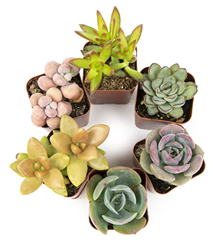 Succulents Plants Live (6PK) Potted Succulent Plants Live House Plants, Cactus Plants Live Plants Indoor Plants Live Houseplants, Indoor Plant Succulents Live Plant House Plant by Plants for Pets