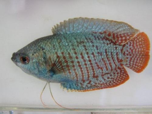 Neon Blue Dwarf Gourami Male