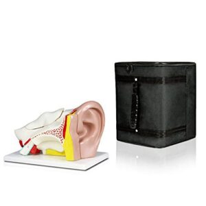 parco scientific pb00066-cc3 4x ear | external, middle & inner ear | 5 removable pieces include temporal bone, auditory canal, labyrinth, tympanic membrane, malleus and incus | w key & carrying case