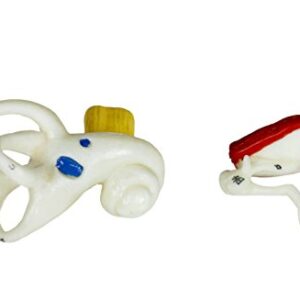 Parco Scientific PB00066-CC3 4X Ear | External, Middle & Inner Ear | 5 Removable Pieces Include Temporal Bone, Auditory Canal, Labyrinth, Tympanic Membrane, Malleus and Incus | W Key & Carrying Case