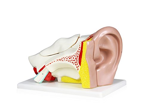 Parco Scientific PB00066-CC3 4X Ear | External, Middle & Inner Ear | 5 Removable Pieces Include Temporal Bone, Auditory Canal, Labyrinth, Tympanic Membrane, Malleus and Incus | W Key & Carrying Case