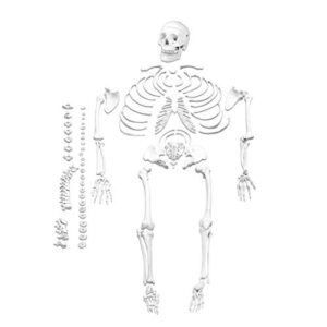 parco scientific pb00028, disarticulated medical skeleton model | life size skeleton | total 206 bones | one hand and foot are wired to highlight structure | labeled diagram and study guide included