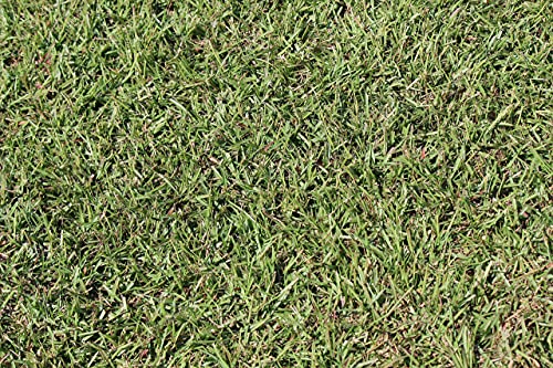 Centipede Grass Seed for a Dense Green Lawn, NO Mulch, 1 lb Coated Seeds, Sun and Moderate Shade Tolerant Lawn Seeding and Turf Patch Repair, Southern Southeast US, Low Fertilizer Low Maintenance