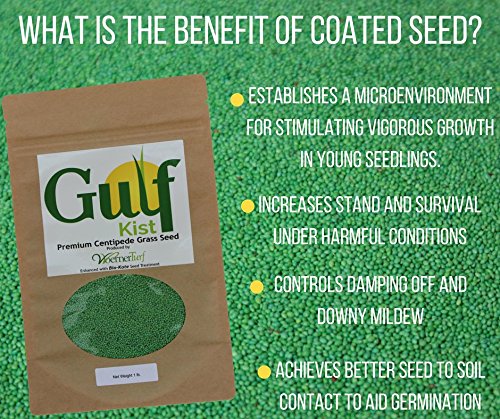 Centipede Grass Seed for a Dense Green Lawn, NO Mulch, 1 lb Coated Seeds, Sun and Moderate Shade Tolerant Lawn Seeding and Turf Patch Repair, Southern Southeast US, Low Fertilizer Low Maintenance